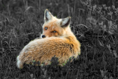Fuchs_bearbeitet_von_Celine