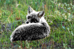 Fuchs_bearbeitet_von_Katharina