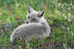 Fuchs_bearbeitet_von_Lukas