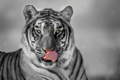 Tiger_bearbeitet_von_Ines